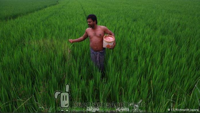 Récord mundial de cosechas en India sin usar transgénicos ni herbicidas