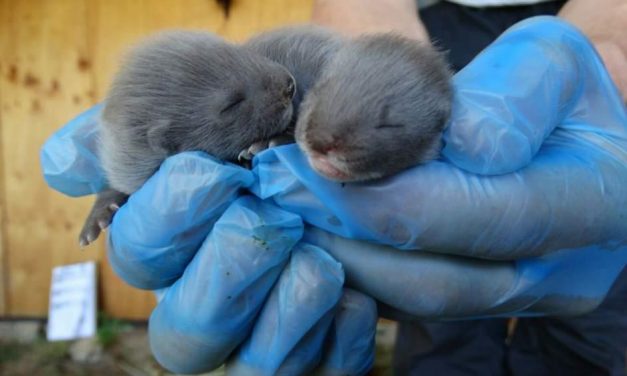 Por la conservación del visón europeo