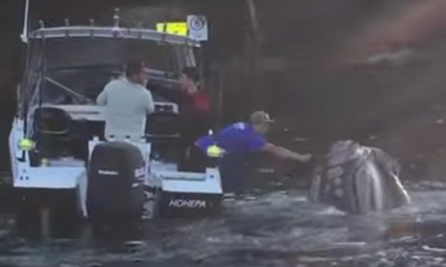 Noble gesto de ayuda hacia una ballena