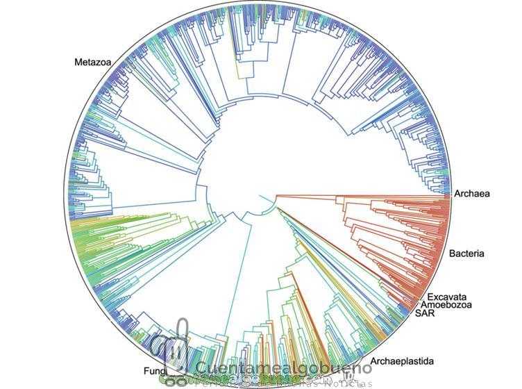El Primer Árbol de la Vida