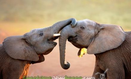 No más circos con animales salvajes en Holanda