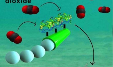Desarrollan Micromotores para limpiar de Dióxido de Carbono el Mar