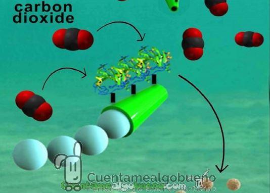 Desarrollan Micromotores para limpiar de Dióxido de Carbono el Mar