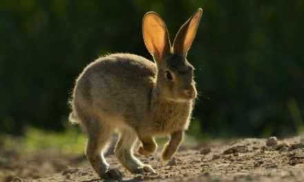 Una ayuda para el conejo silvestre, una ayuda para el lince