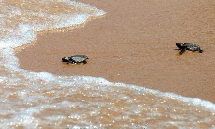 Tortugas en libertad