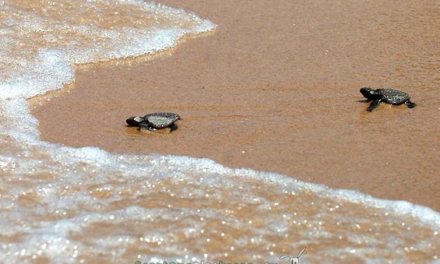 Tortugas en libertad