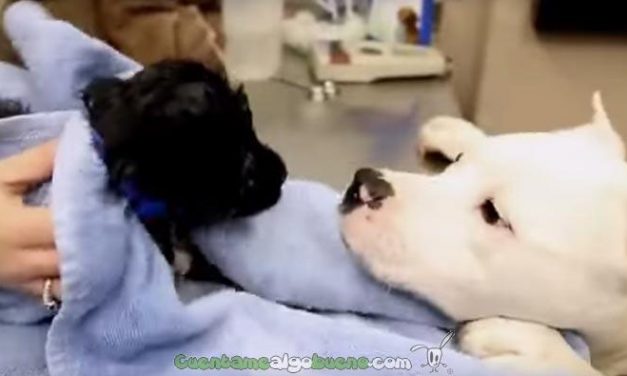 Rescate con final feliz