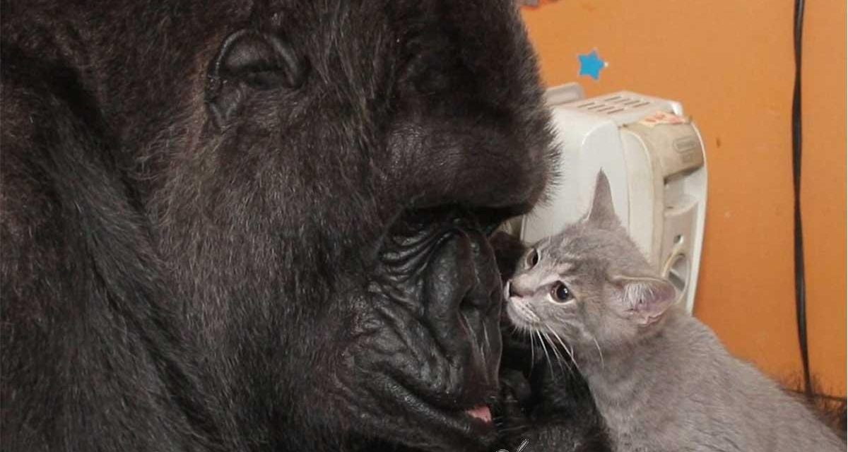 La gorila Koko y sus gatitos bebés