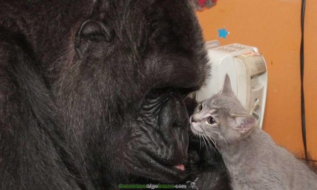 La gorila Koko y sus gatitos bebés