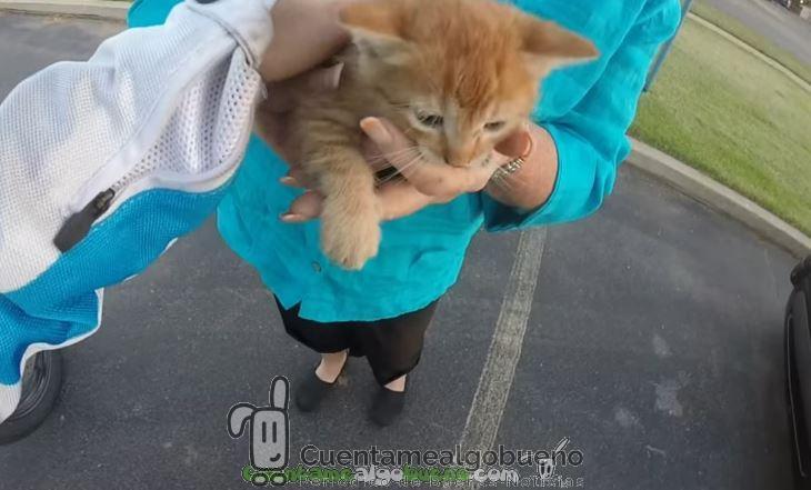 Motorista salva a un gatito