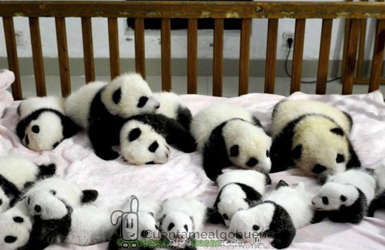 Veintitrés nuevas crías de panda en el mundo