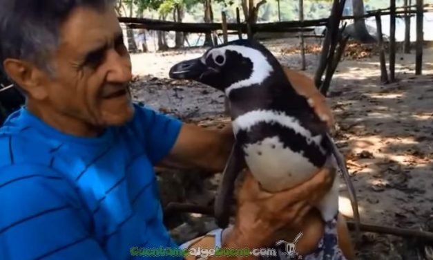 El pinguino que siempre regresa del océano con el hombre que le salvó la vida