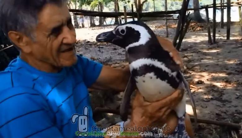 El pinguino que siempre regresa del océano con el hombre que le salvó la vida