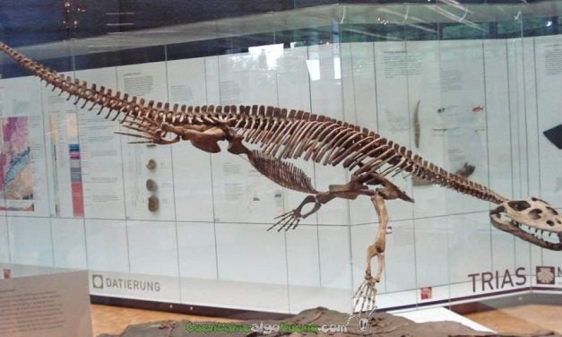 Simosaurus, un gran reptil marino que vivió en la Península Ibérica
