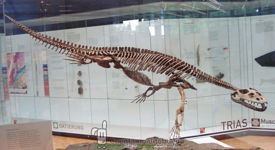 Simosaurus, un gran reptil marino que vivió en la Península Ibérica