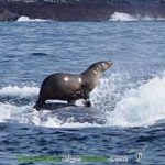 Foca surfeando sobre una ballena