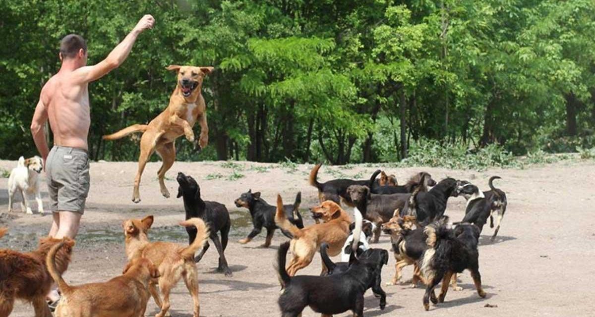 Un santuario para 450 perros abandonados