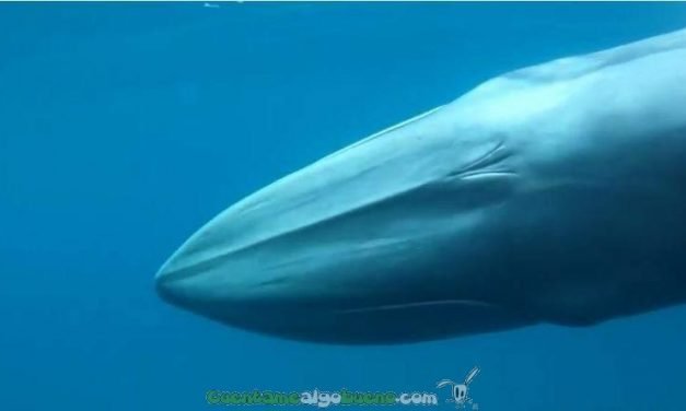 La desconocida ballena de Omura se deja ver