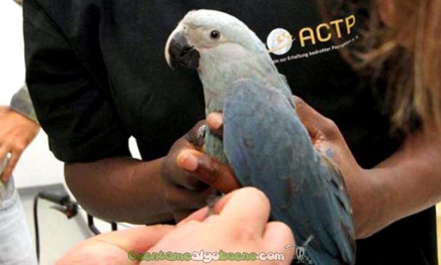 Plan de reproducción del guacamayo de Spix