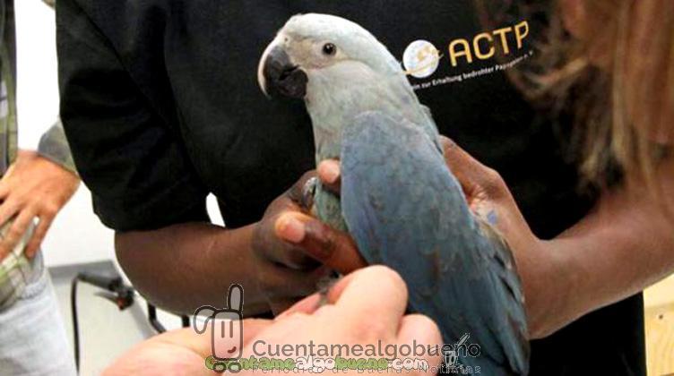 Plan de reproducción del guacamayo de Spix