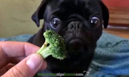 Toby y su pasión por el brócoli