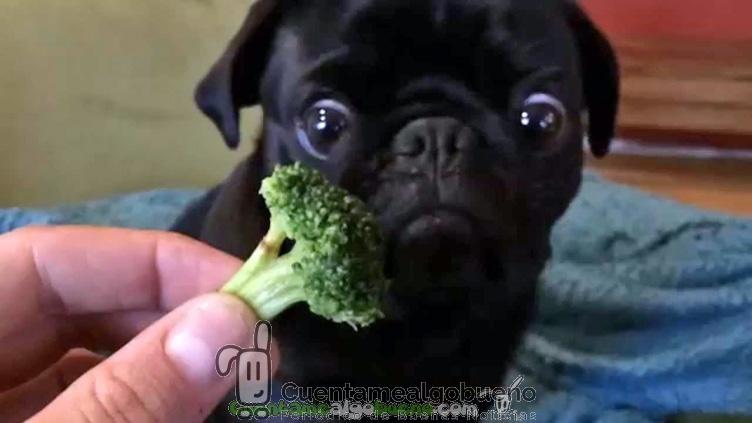 Toby y su pasión por el brócoli