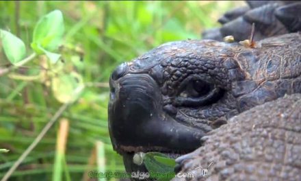 Nueva especie de tortuga gigante