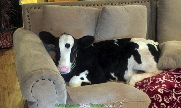Una vaca muy perruna