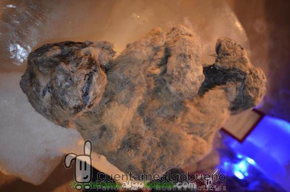 Dos cachorros de león bajo el hielo