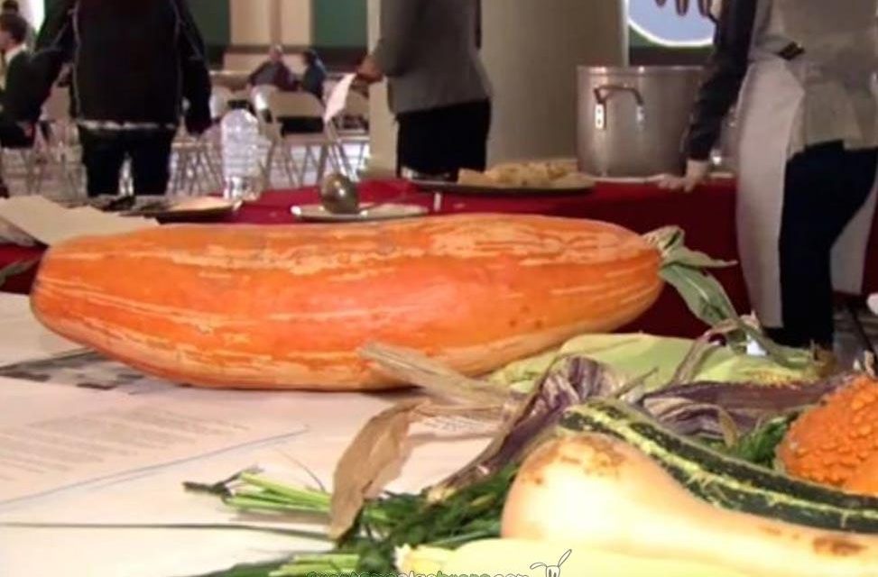 Recuperada una antigua variedad de calabacín gigante