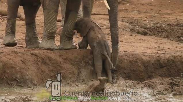 La manada al rescate
