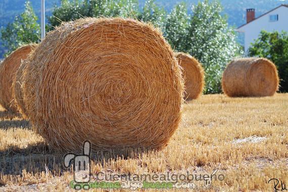 Nanofibras de celulosa