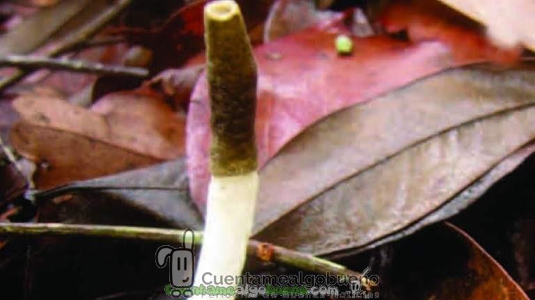 Nueva especie de hongo: Mutinus albotruncatus