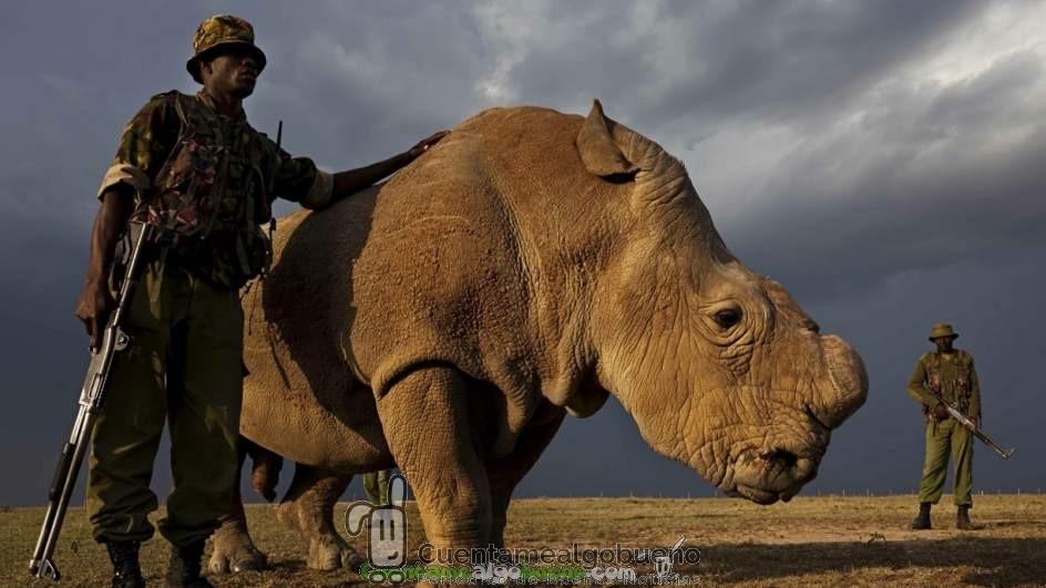 Por la salvación del rinoceronte blanco norteño