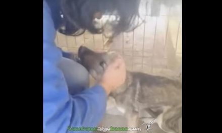 Primeras caricias a un cachorro de perro maltratado