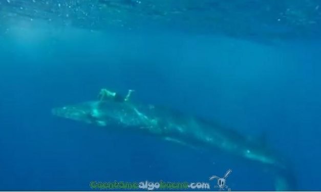 Espectacular rescate de una ballena en Fuerteventura