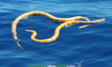 Reaparecen dos serpientes marinas extintas