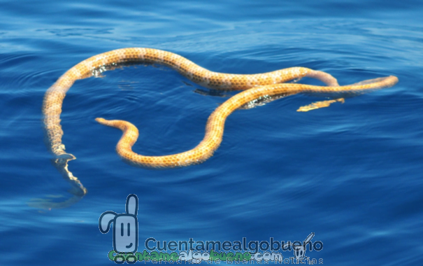 Reaparecen dos serpientes marinas extintas
