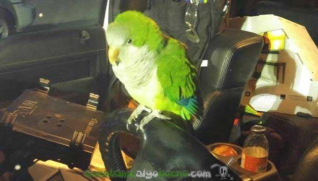 Las peripecias de la cotorra que se perdió para encontrar su casa