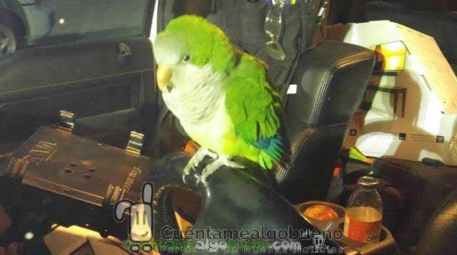 Las peripecias de la cotorra que se perdió para encontrar su casa