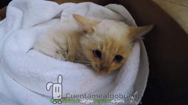 Rescate con final feliz