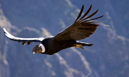 Plan de repoblación de cóndores