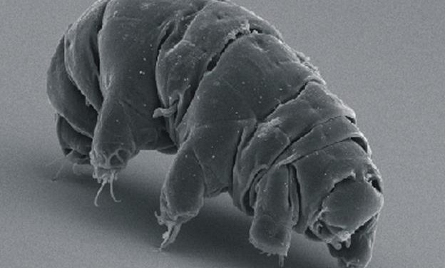 Reviven un oso de agua que llevaba congelado 30 años