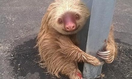 Rescatan a un perezoso que se refugiaba en un guardarraíl