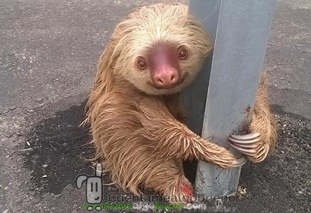 Rescatan a un perezoso que se refugiaba en un guardarraíl