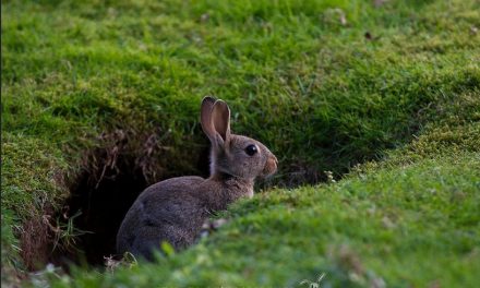 Ya es posible medir efectos de tóxicos en humanos sin ensayar con animales