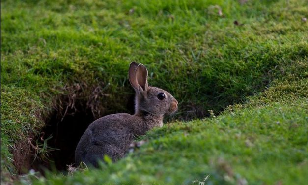 Ya es posible medir efectos de tóxicos en humanos sin ensayar con animales