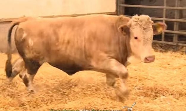 Un toro salta de alegría al ser liberado de una granja intensiva