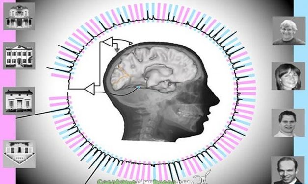 Consiguen que un ordenador reconozca las imágenes que ve el cerebro humano en tiempo real