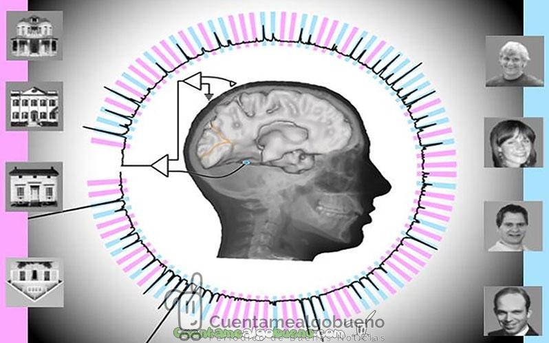 Consiguen que un ordenador reconozca las imágenes que ve el cerebro humano en tiempo real